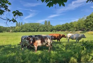 Mooi Oegstgeest on Twitter: "Luieren bij het Landje van Bremmer #oegstgeest… "